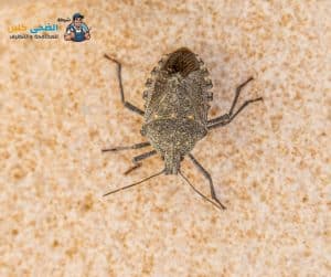 شركة مكافحة البق بالاحساء