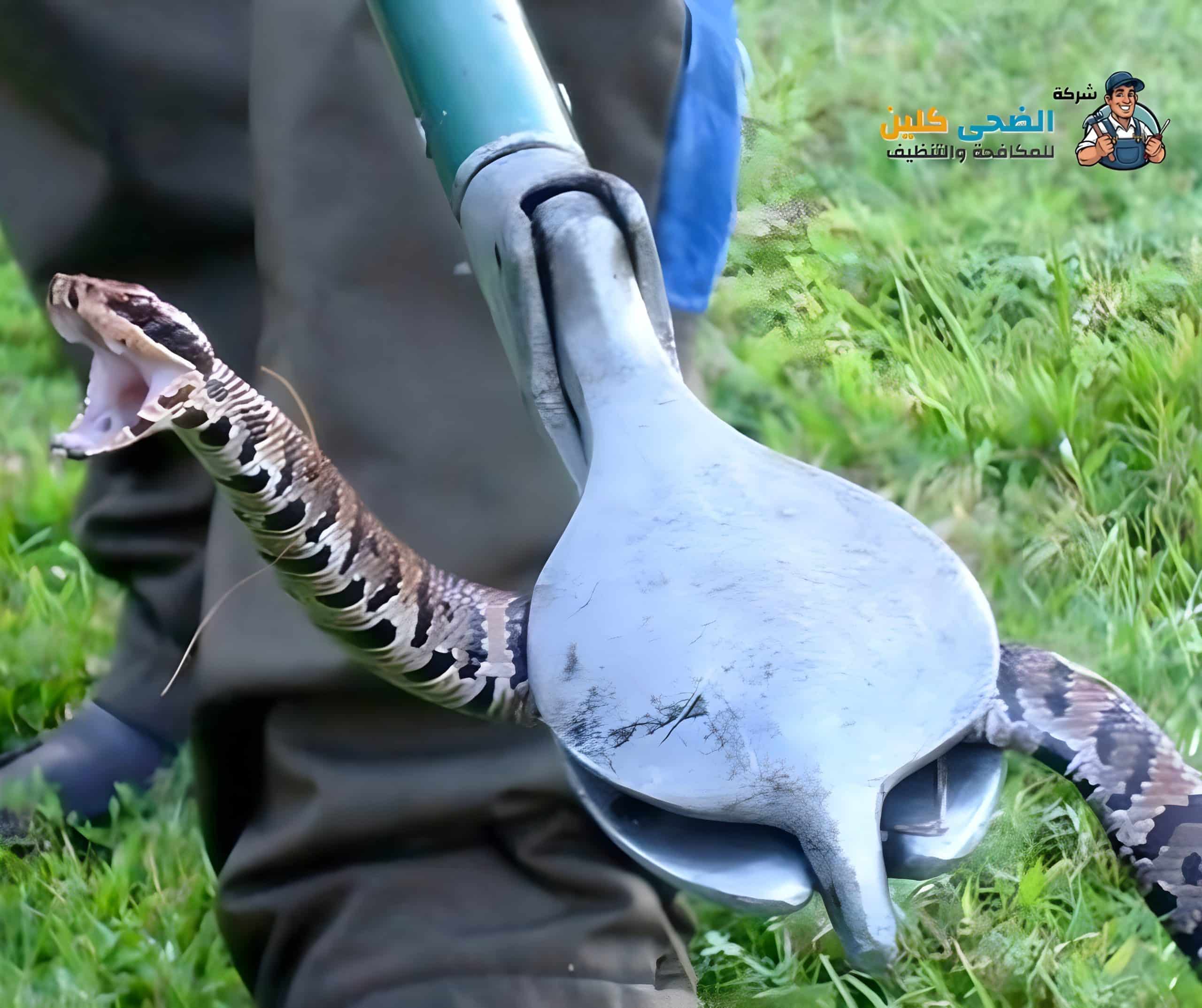 شركة مكافحة الثعابين بالاحساء