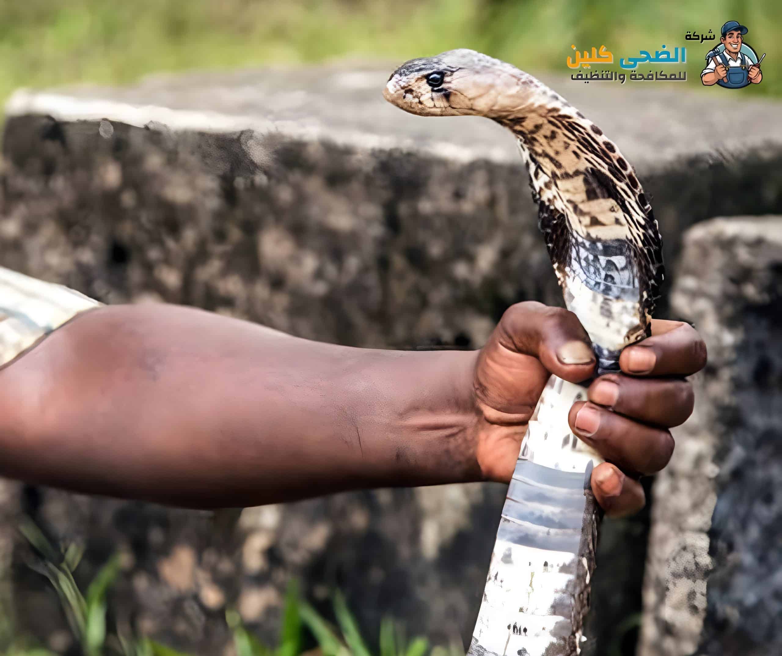 شركة مكافحة الثعابين بالاحساء