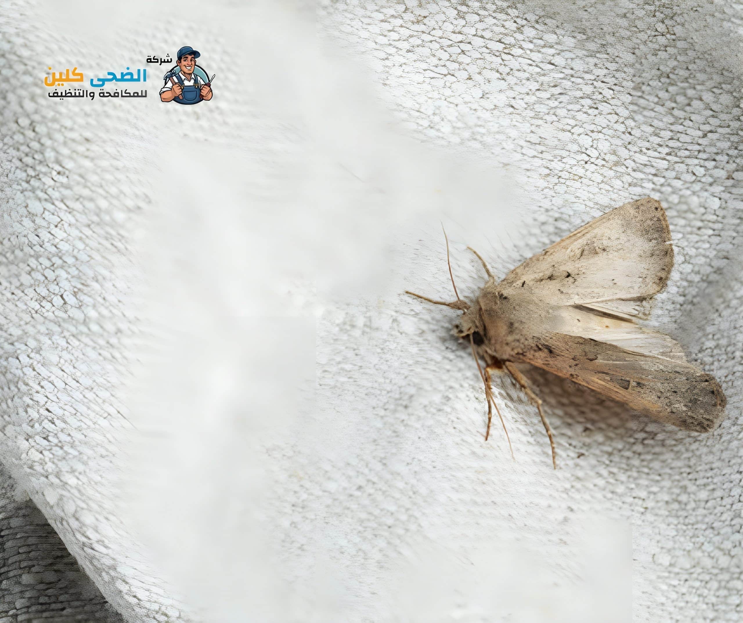 شركة مكافحة العتة بالاحساء