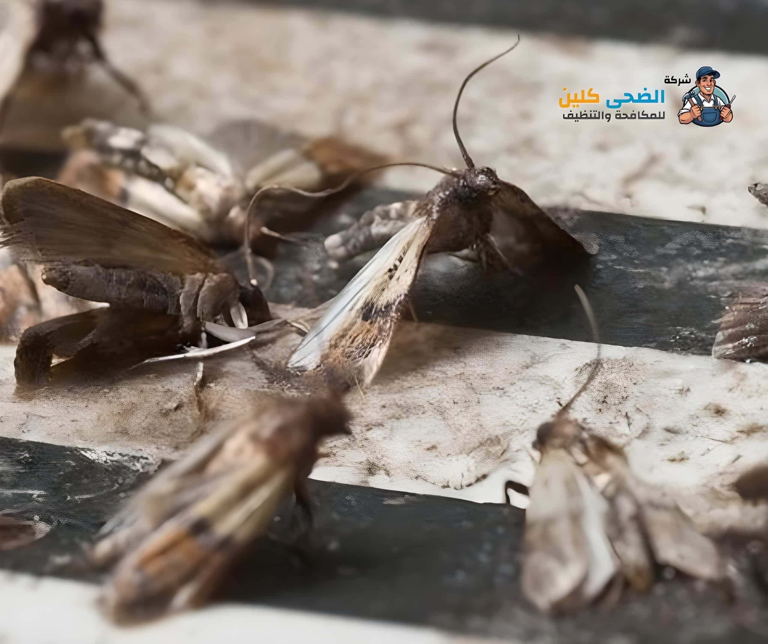 شركة مكافحة العتة بالاحساء