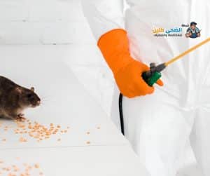 شركة مكافحة الفئران بالاحساء