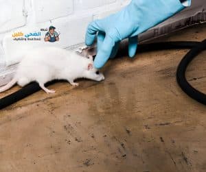 شركة مكافحة الفئران بالاحساء