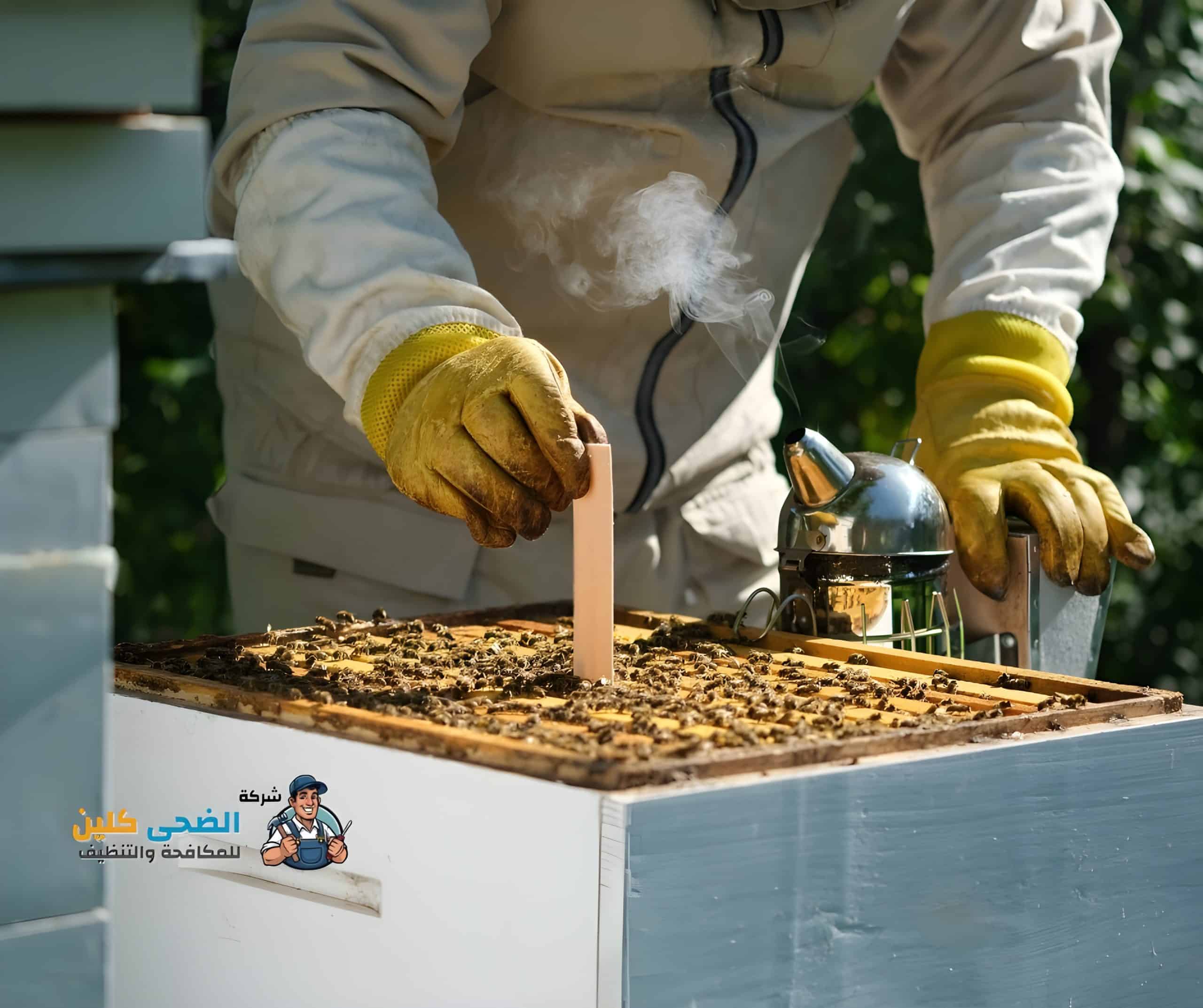 شركة مكافحة النحل بالاحساء