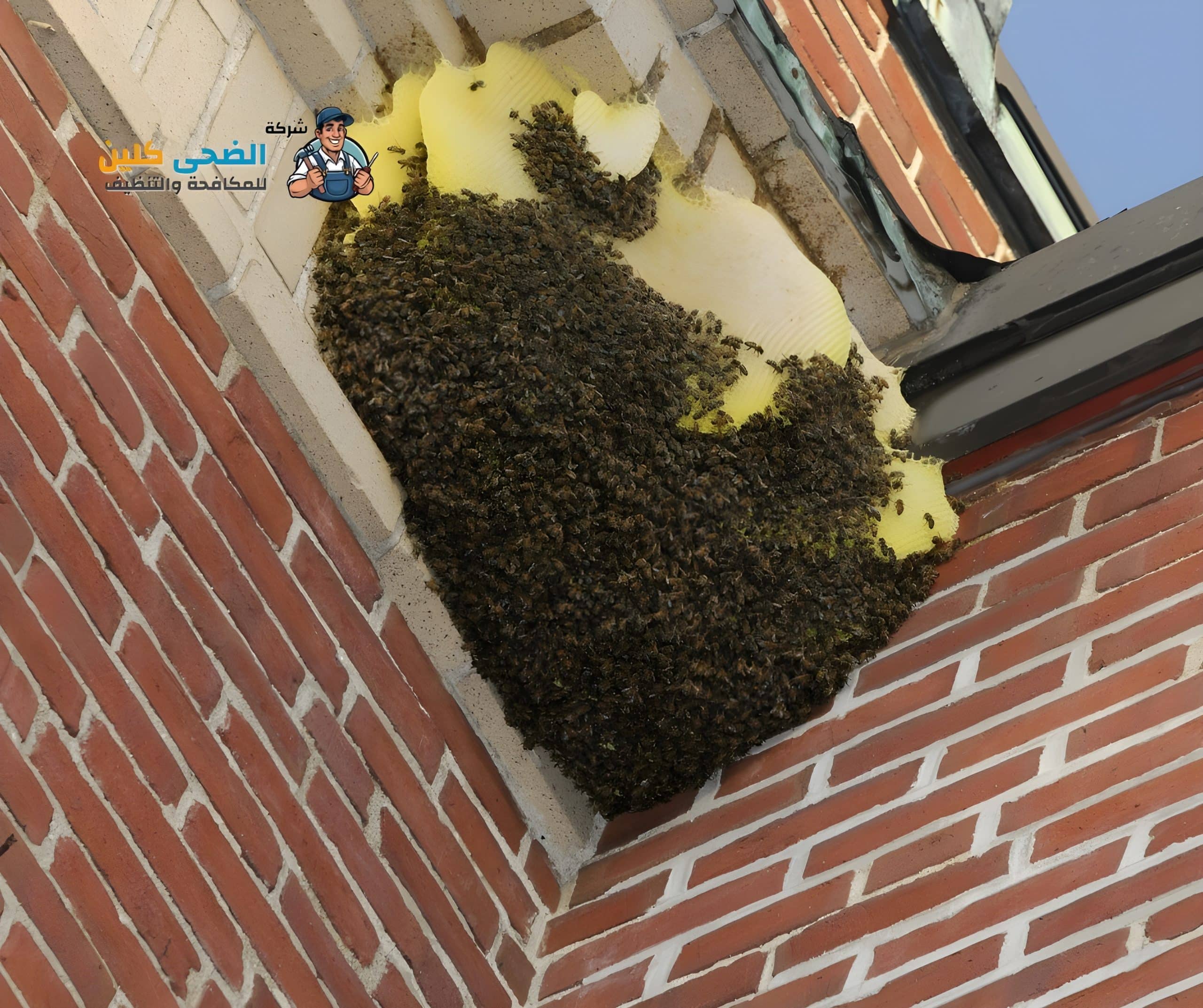 شركة مكافحة النحل بالاحساء