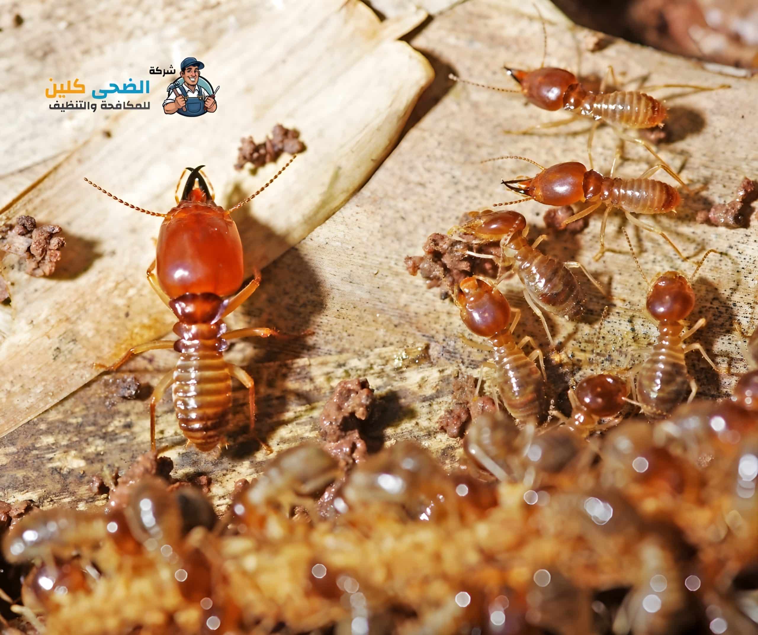 شركة مكافحة النمل الابيض بالاحساء