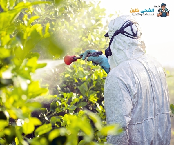 شركة رش مبيدات بالاحساء