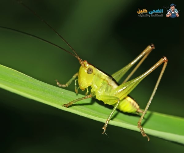 شركة عقود حشرات بالاحساء