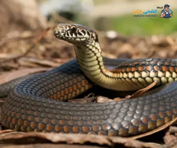 شركة مكافحة الثعابين بالاحساء