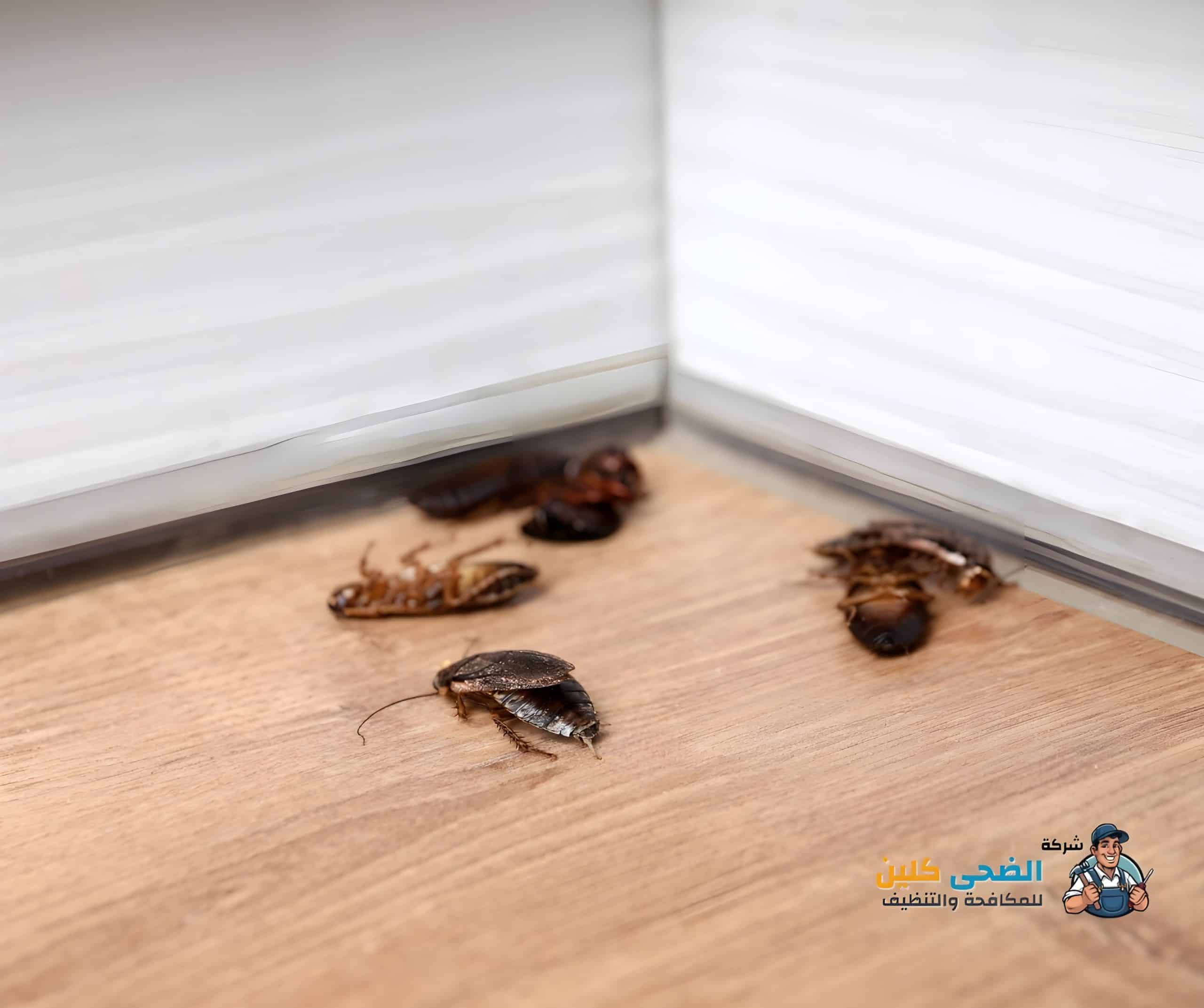 شركة مكافحة الصراصير بالاحساء 