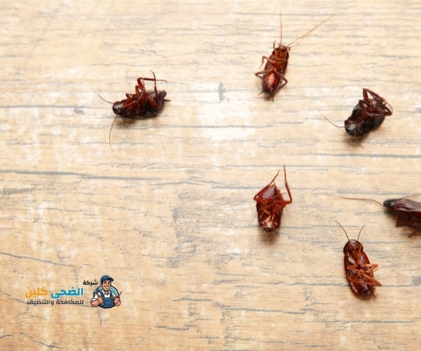 شركة مكافحة الصراصير بالاحساء