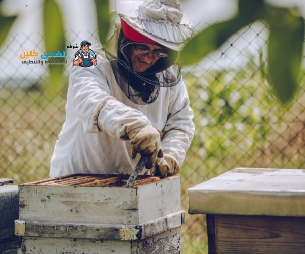 شركة مكافحة النحل بالاحساء