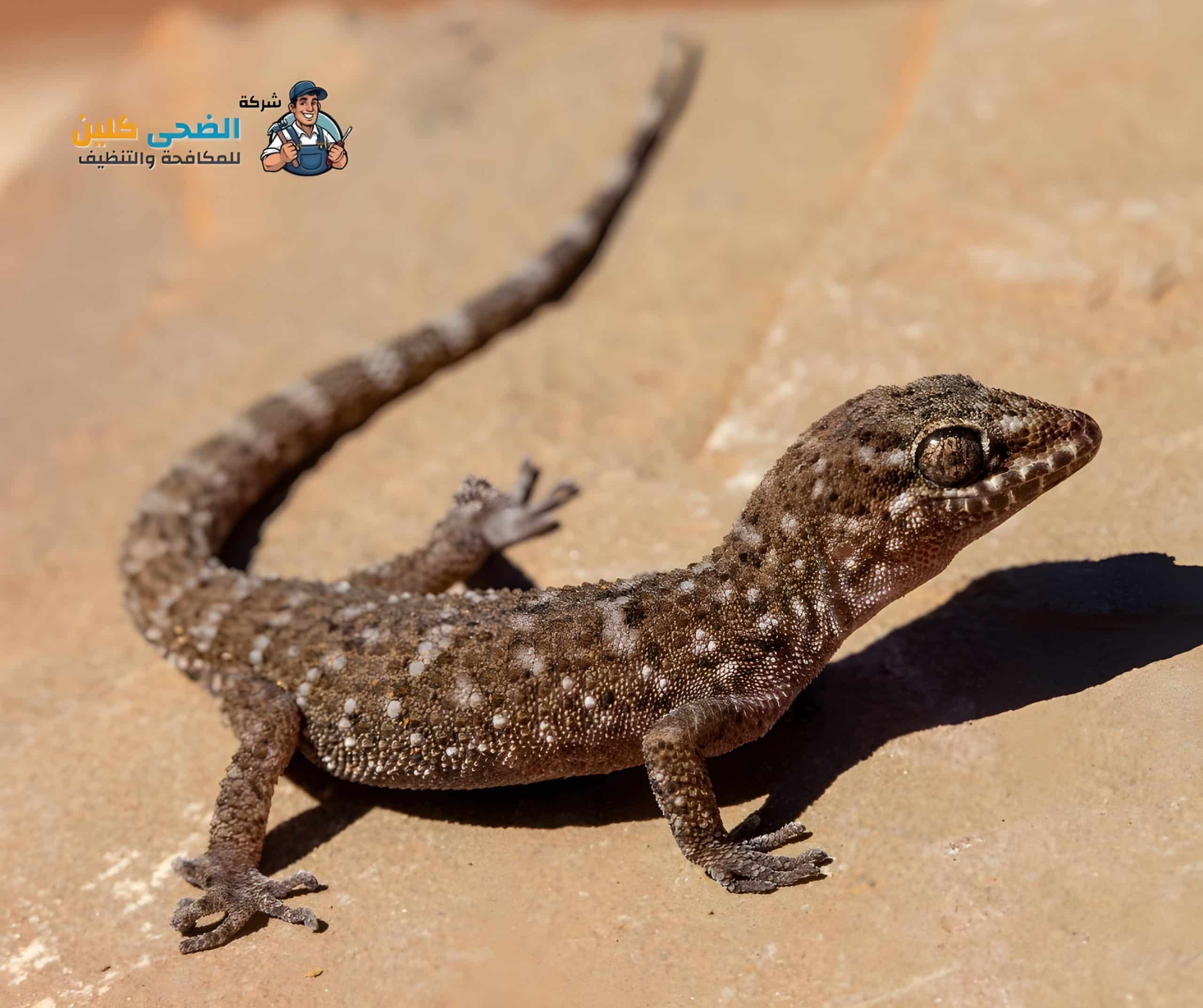 شركة مكافحة الوزغ بالاحساء