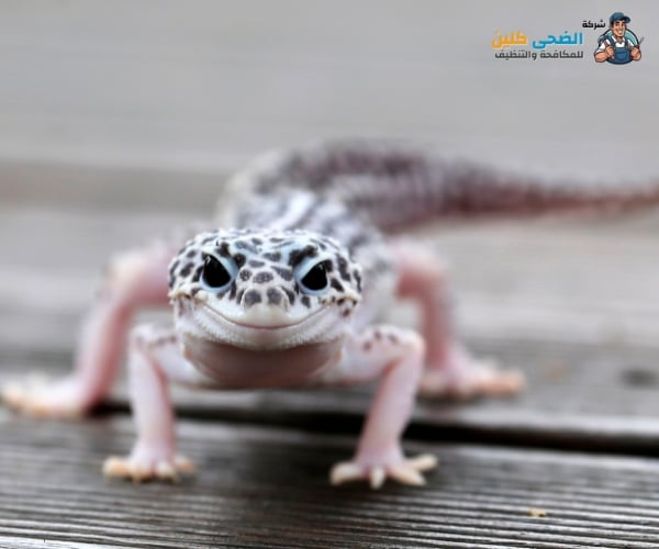 شركة مكافحة الوزغ بالاحساء