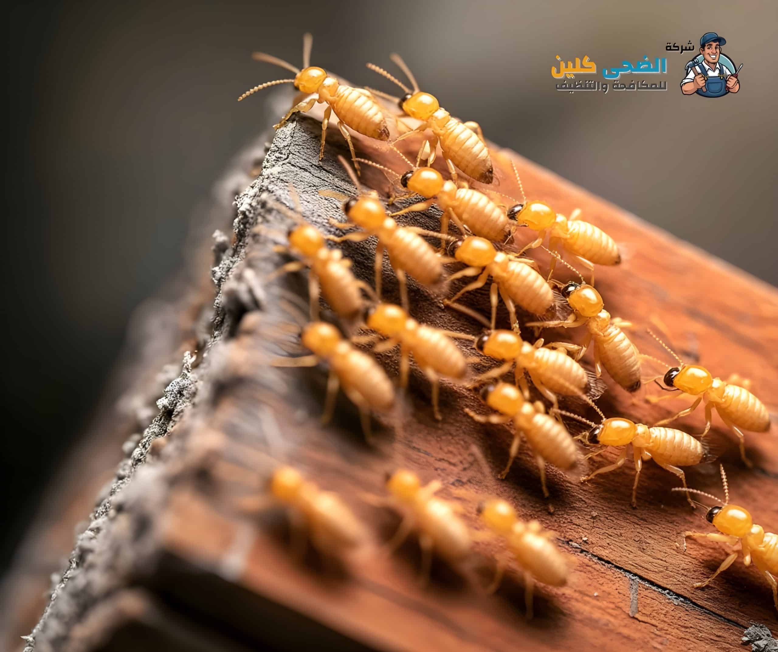 شركة رش دفان بالاحساء