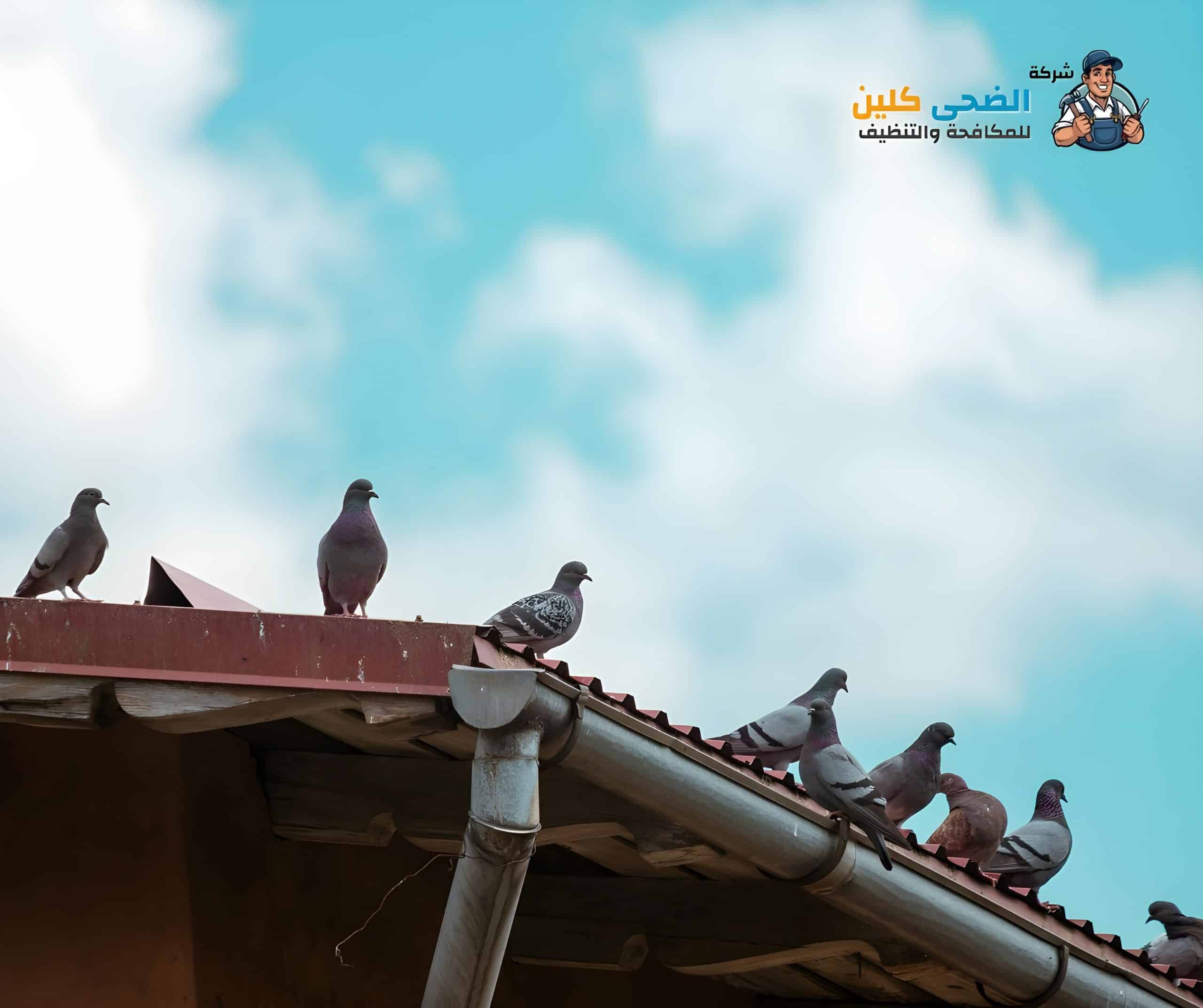 شركة مكافحة الحمام بالأحساء