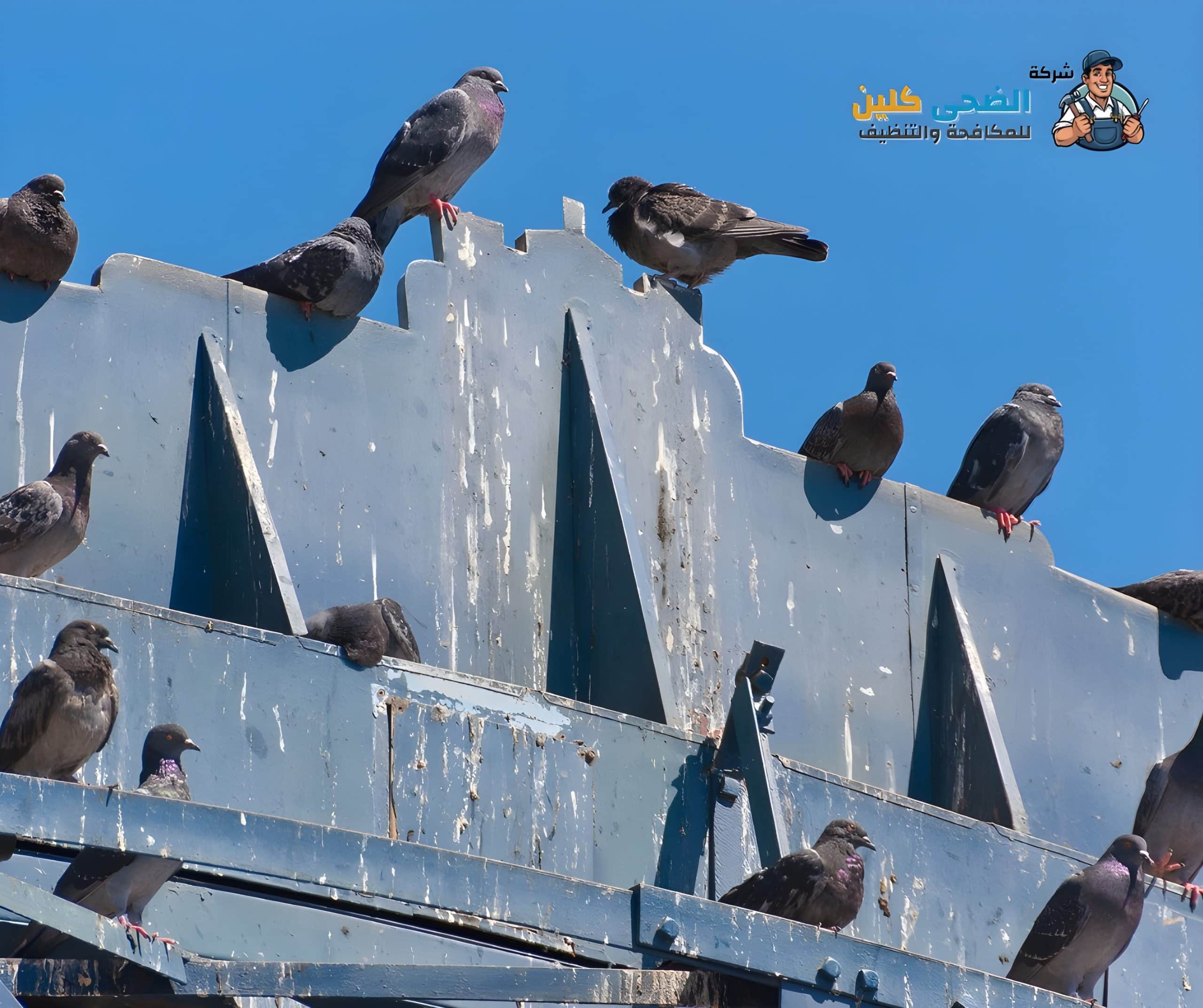 شركة مكافحة الحمام بالأحساء