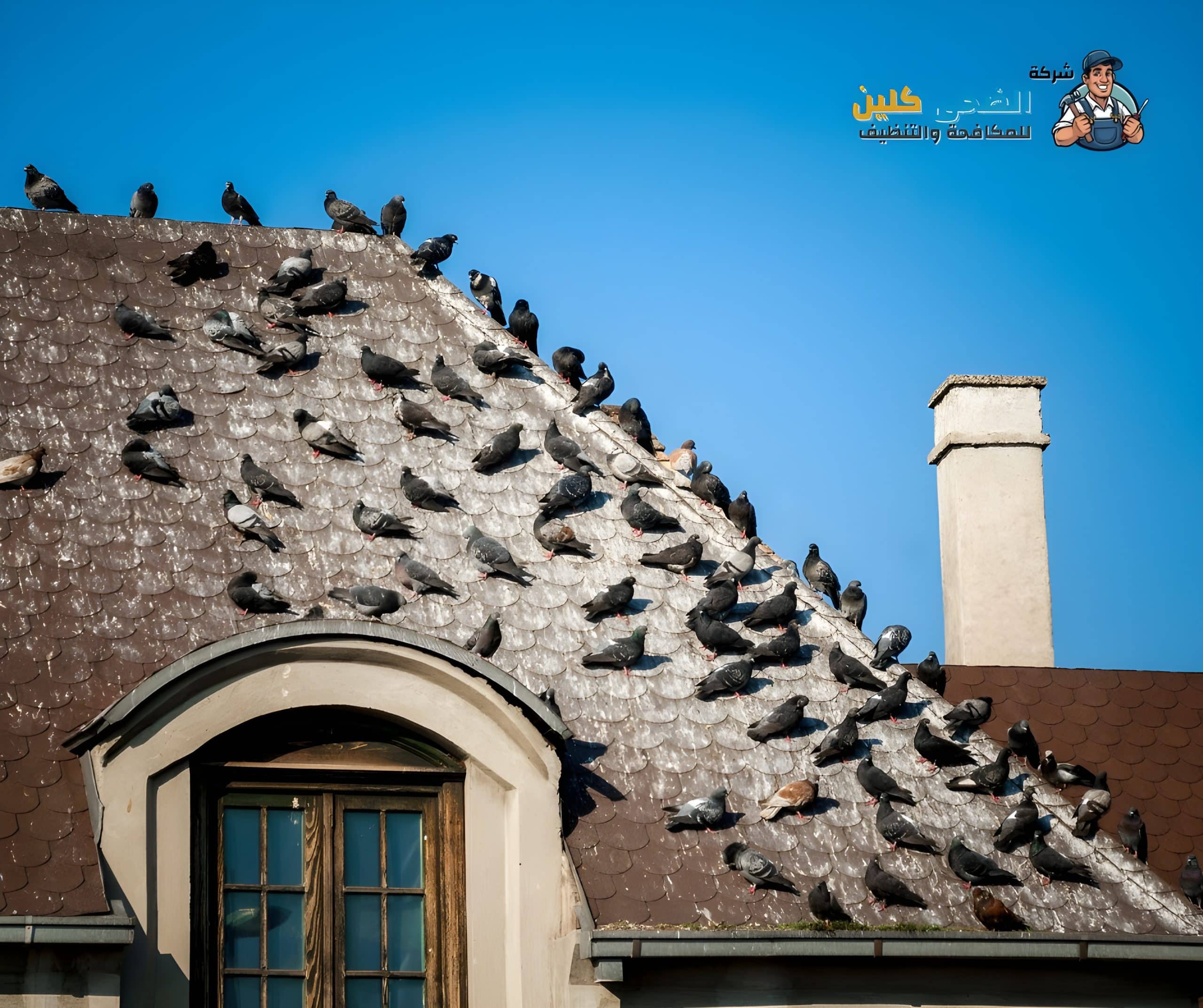 شركة مكافحة الحمام بالأحساء