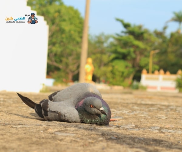 شركة مكافحة حمام بالاحساء