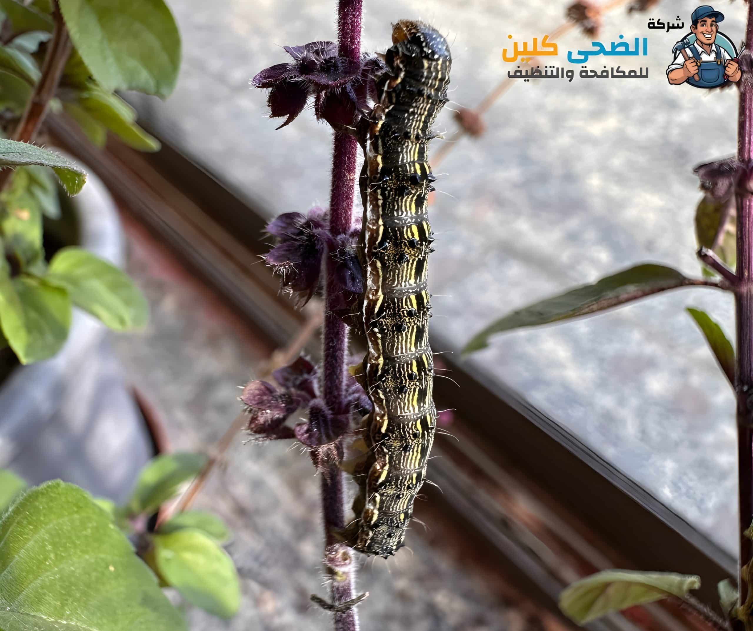 شركة عقود حشرات بالهفوف