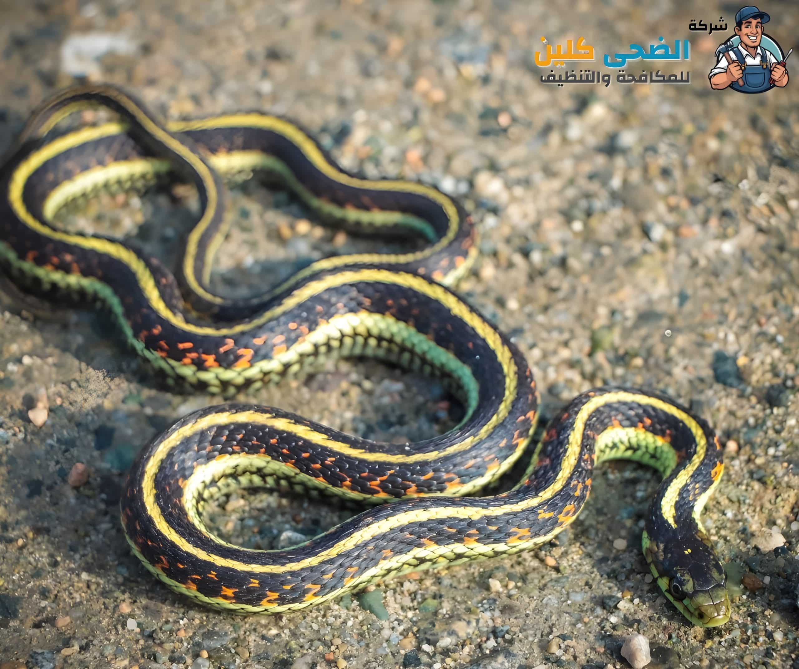 شركة مكافحة الثعابين بالهفوف