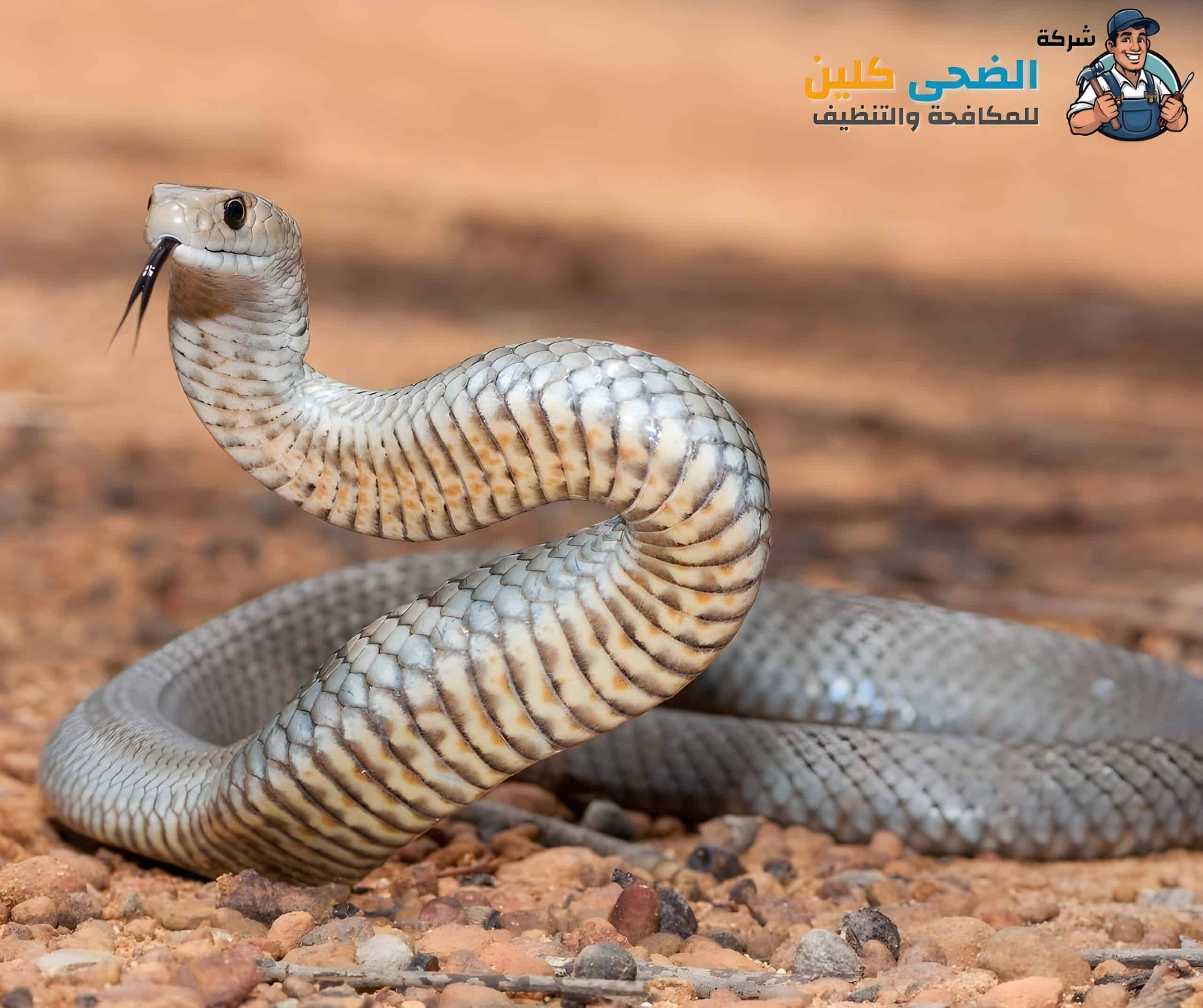 شركة مكافحة الثعابين بالهفوف