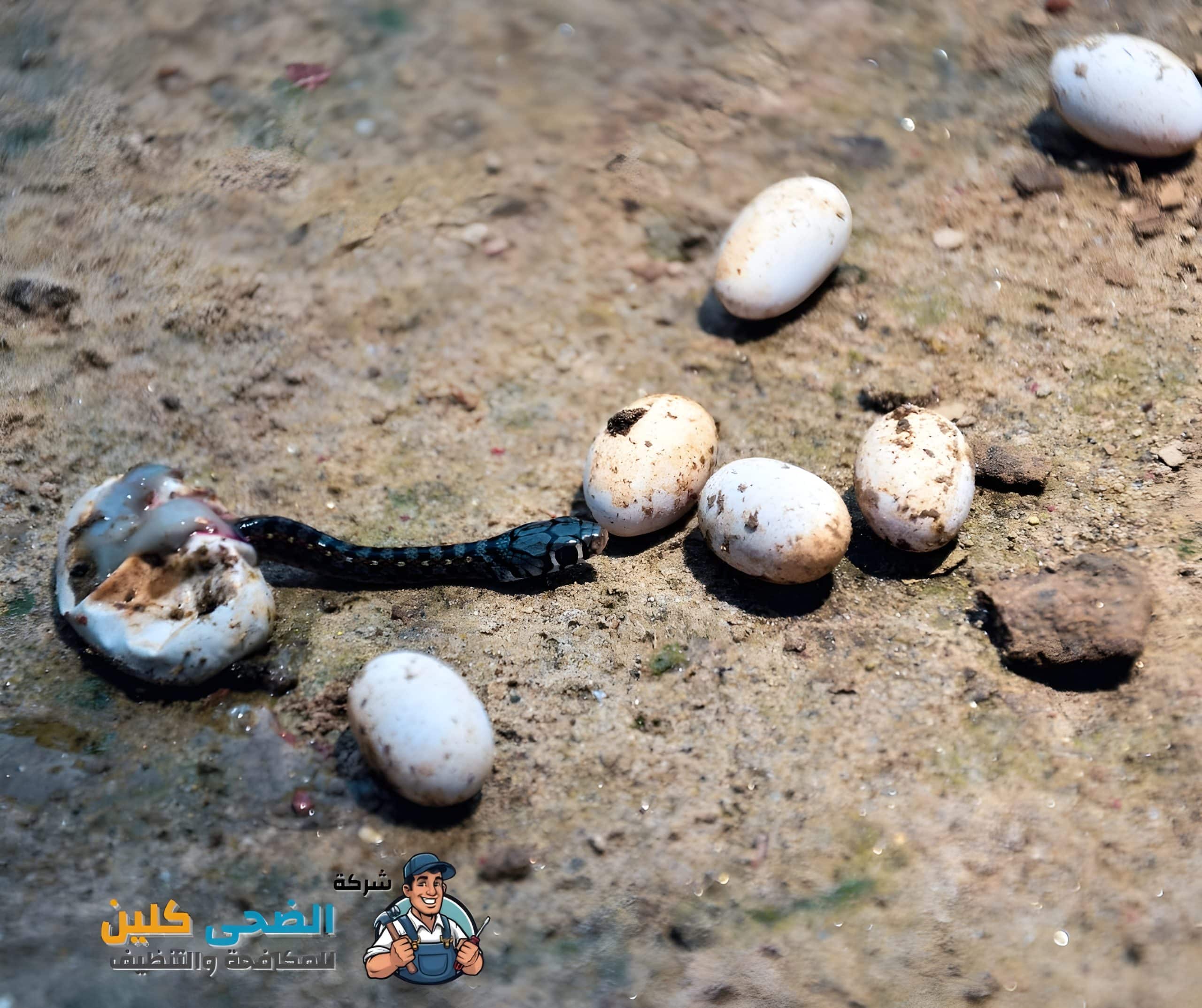 شركة مكافحة الثعابين بالهفوف