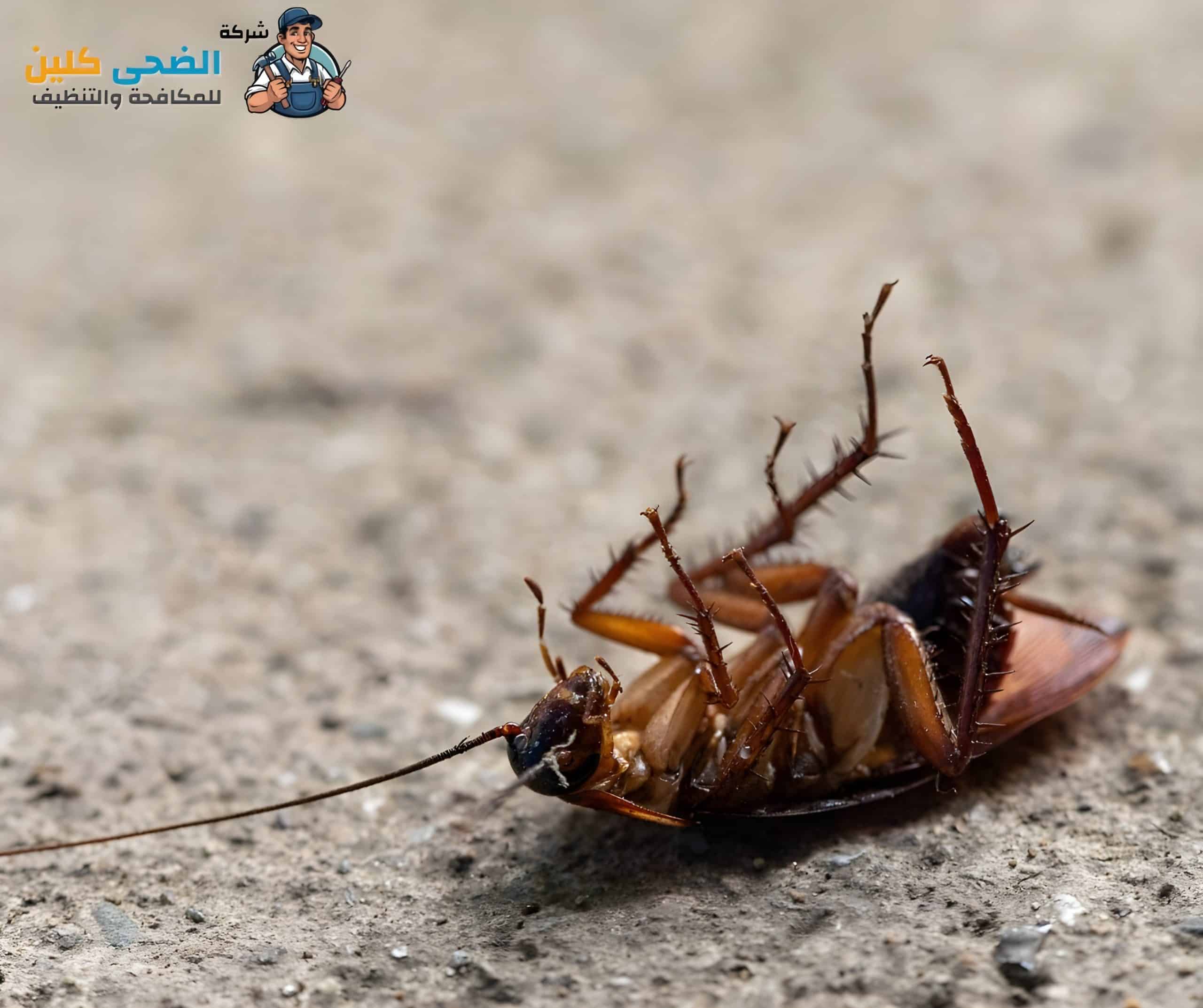شركة مكافحة الصراصير بالهفوف
