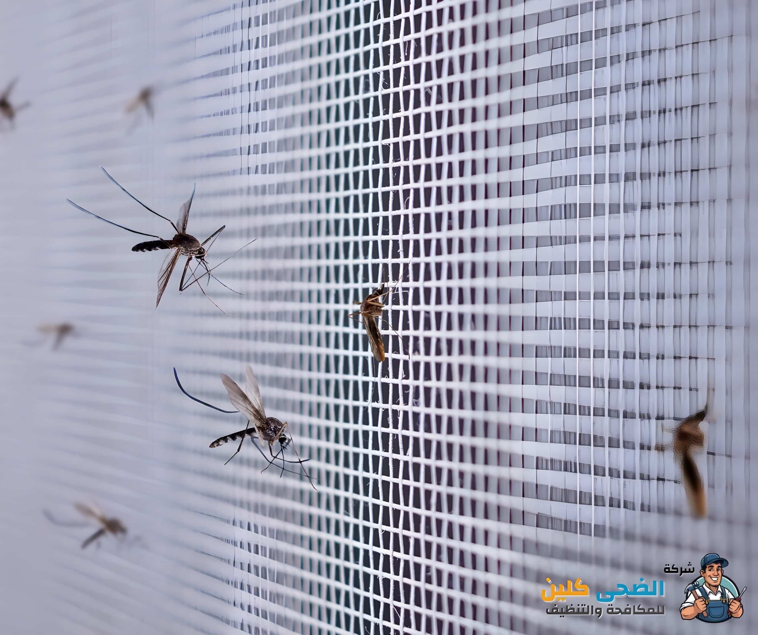 شركة مكافحة الناموس بالهفوف