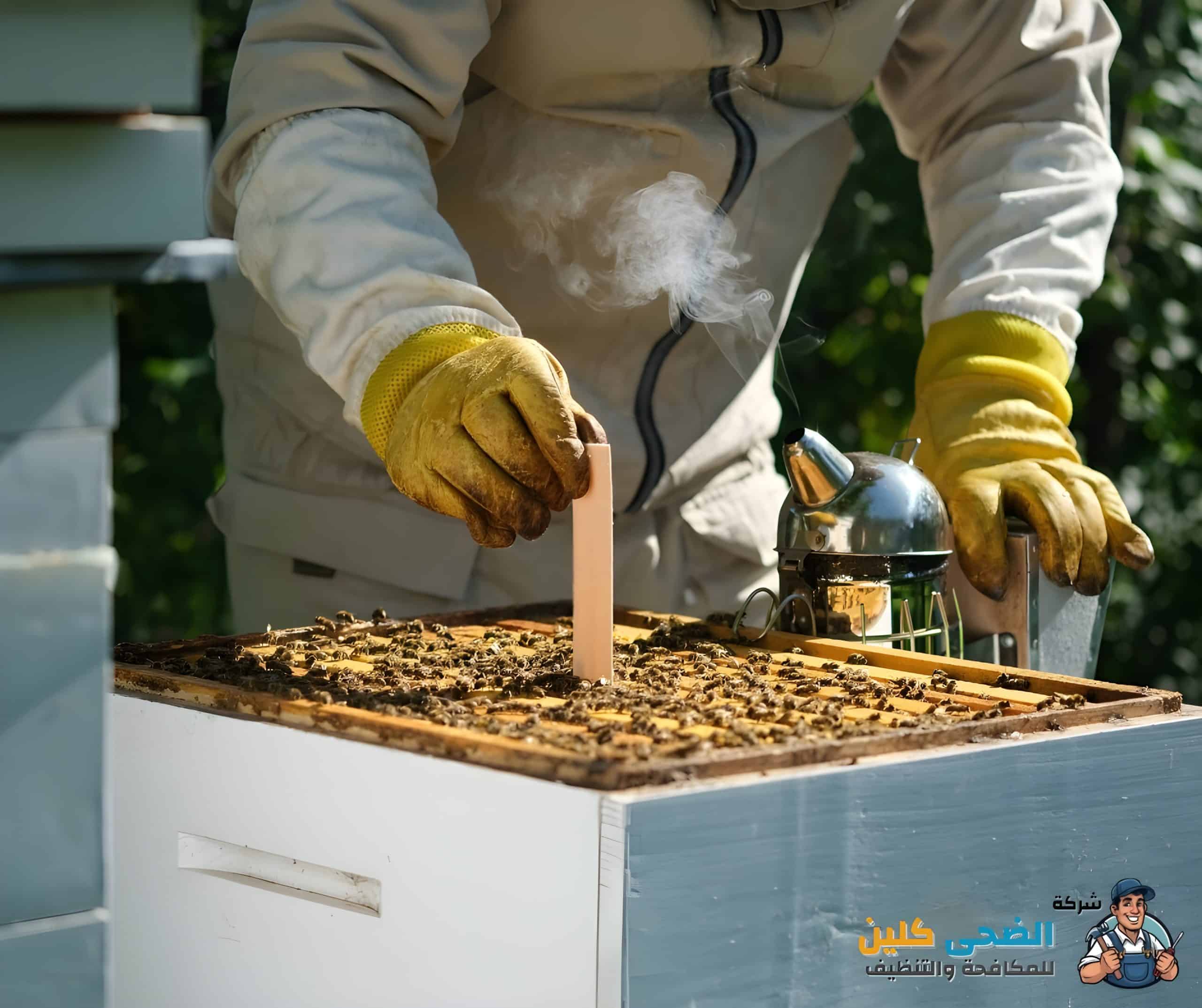 شركة مكافحة النحل بالهفوف
