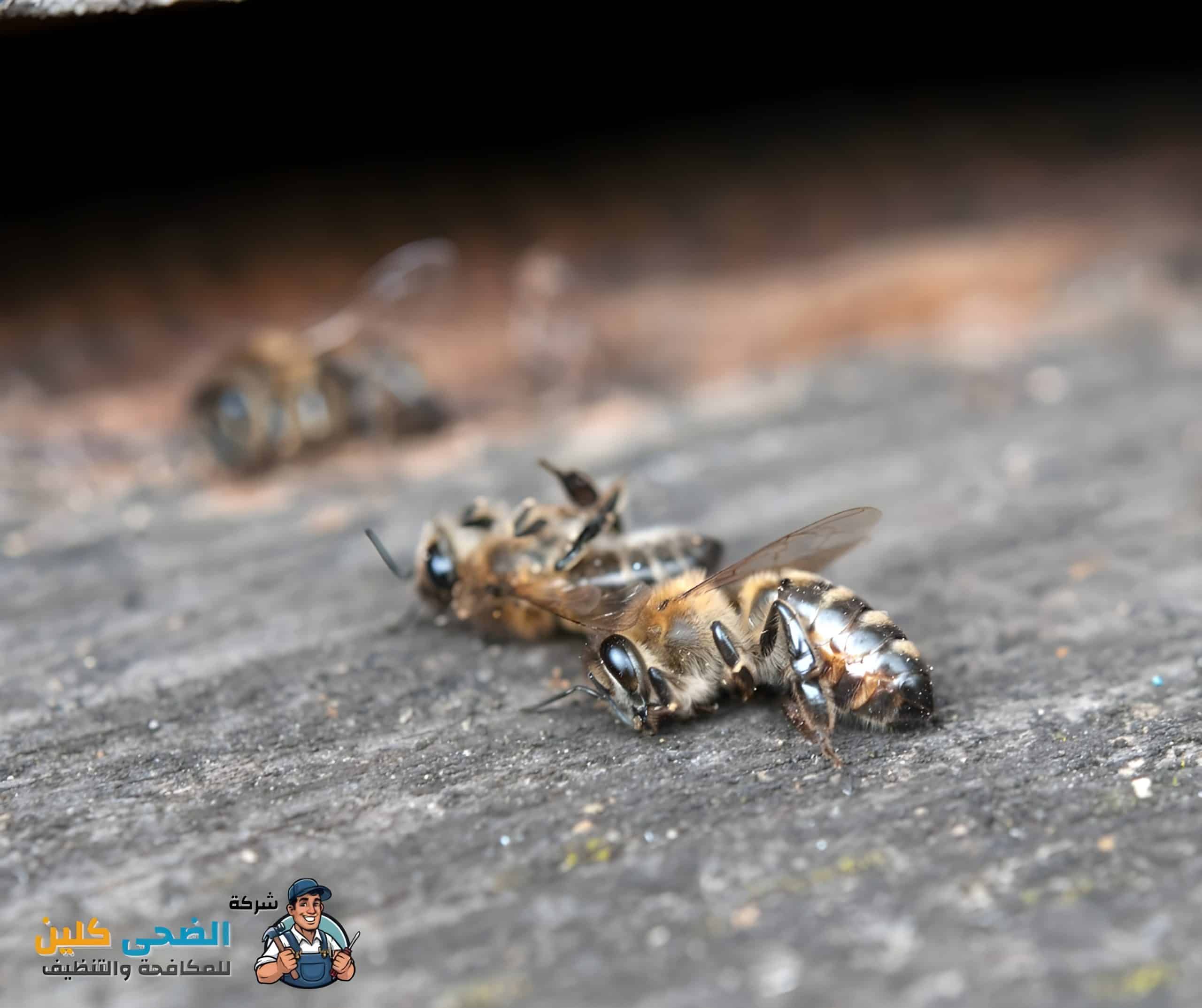 شركة مكافحة النحل بالهفوف