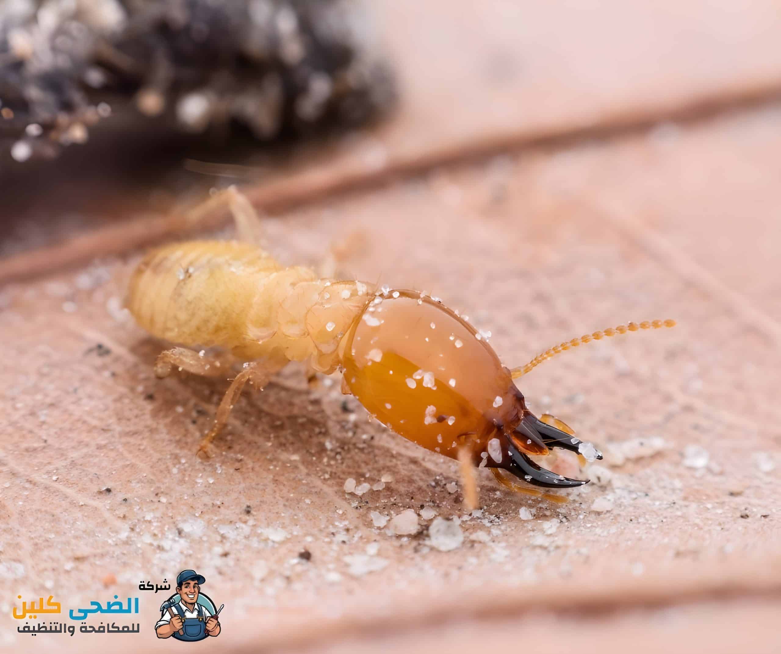 شركة مكافحة النمل الابيض بالهفوف