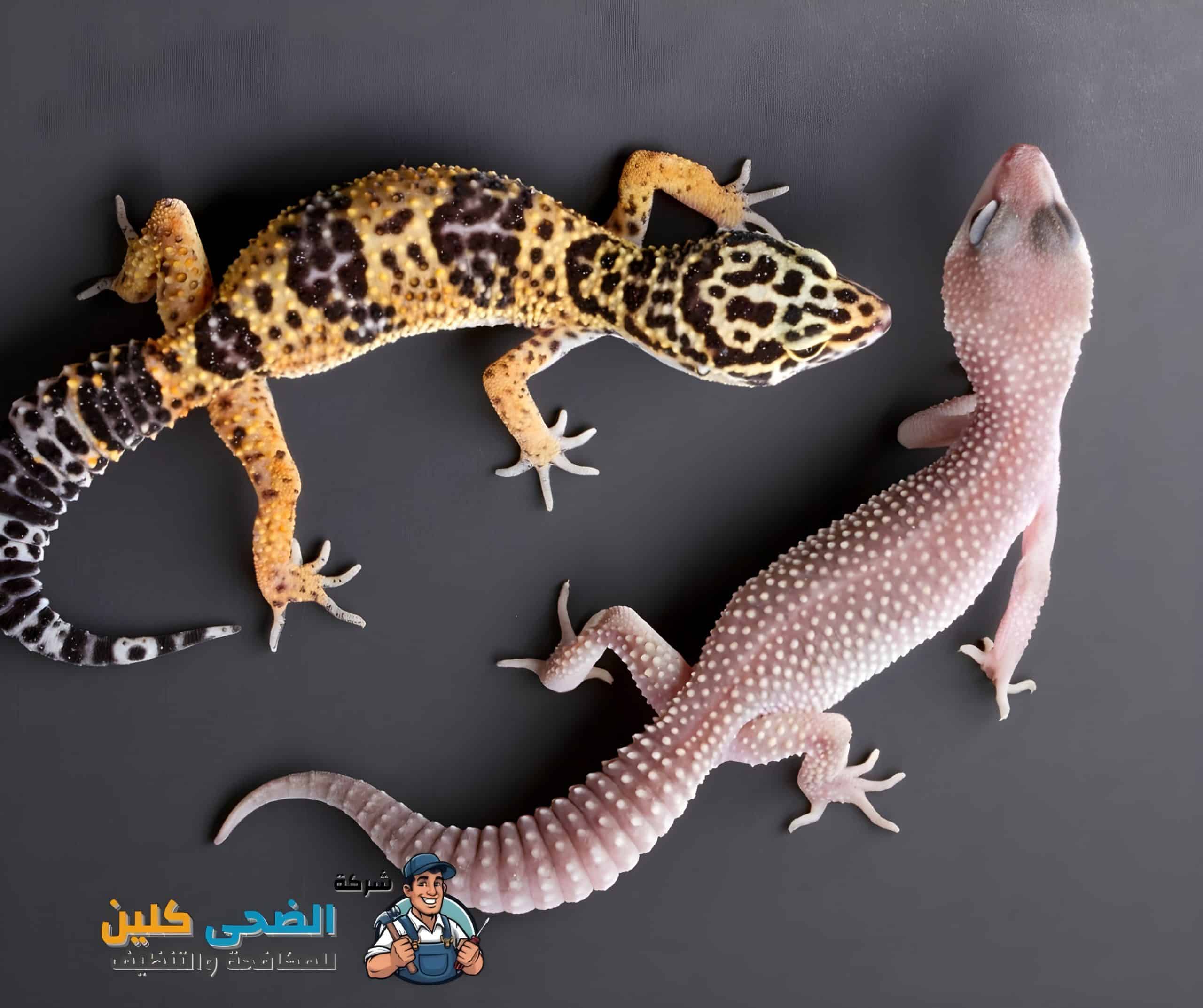 شركة مكافحة الوزغ بالهفوف