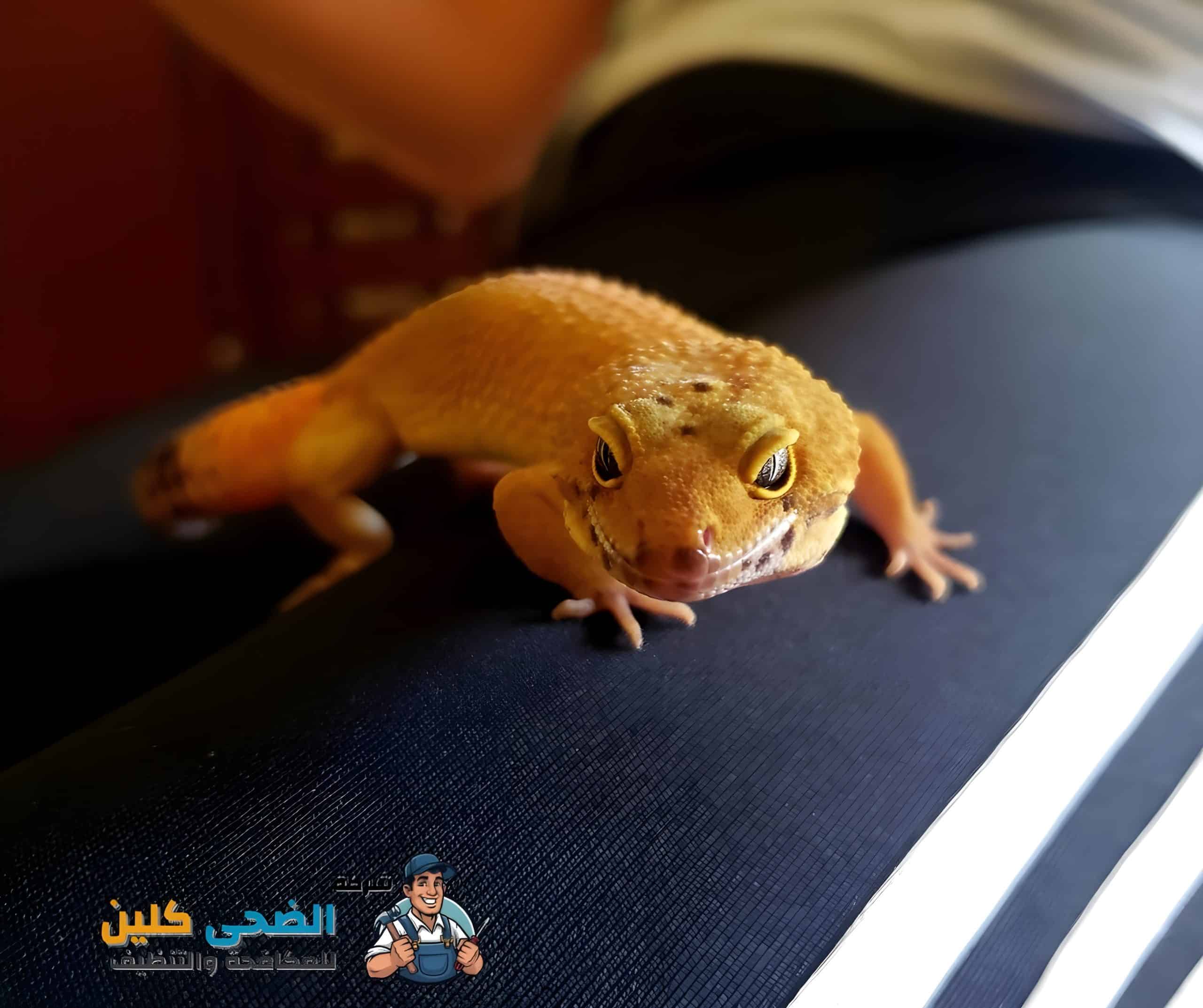 شركة مكافحة الوزغ بالهفوف