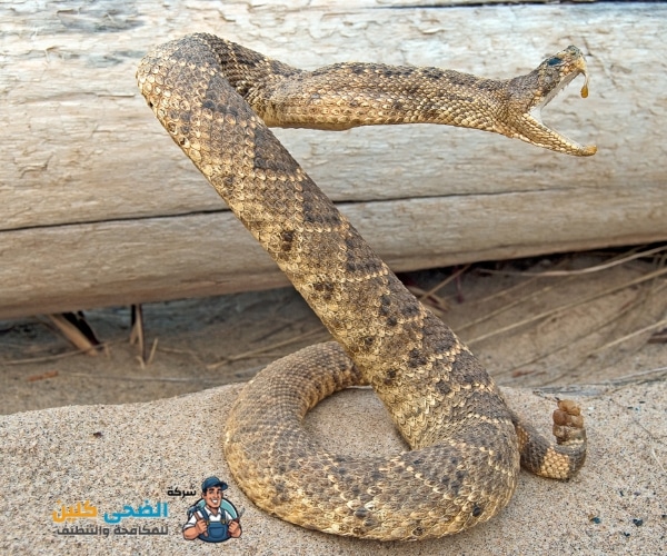 شركة مكافحة الثعابين بالهفوف