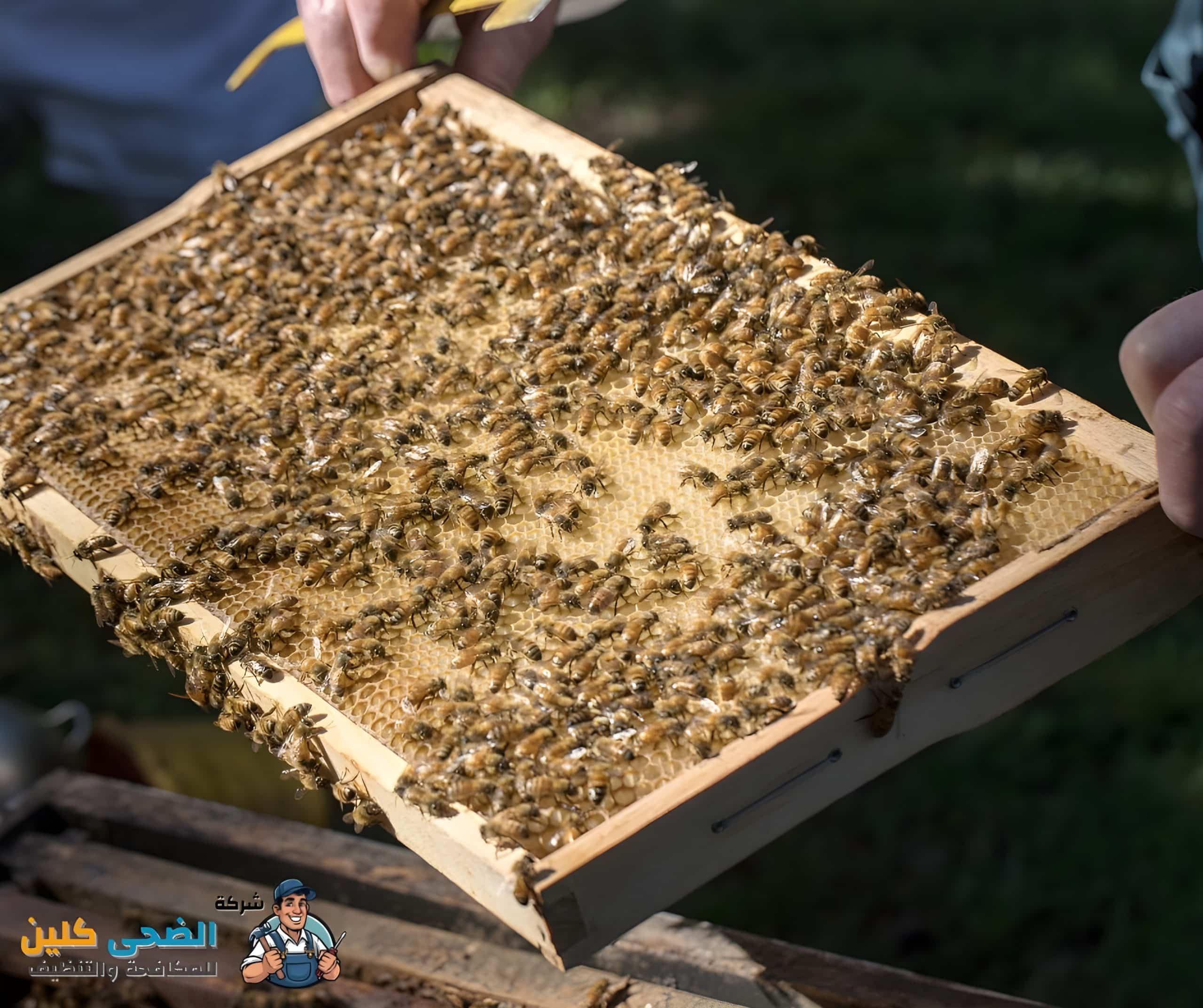 شركة مكافحة النحل بالهفوف