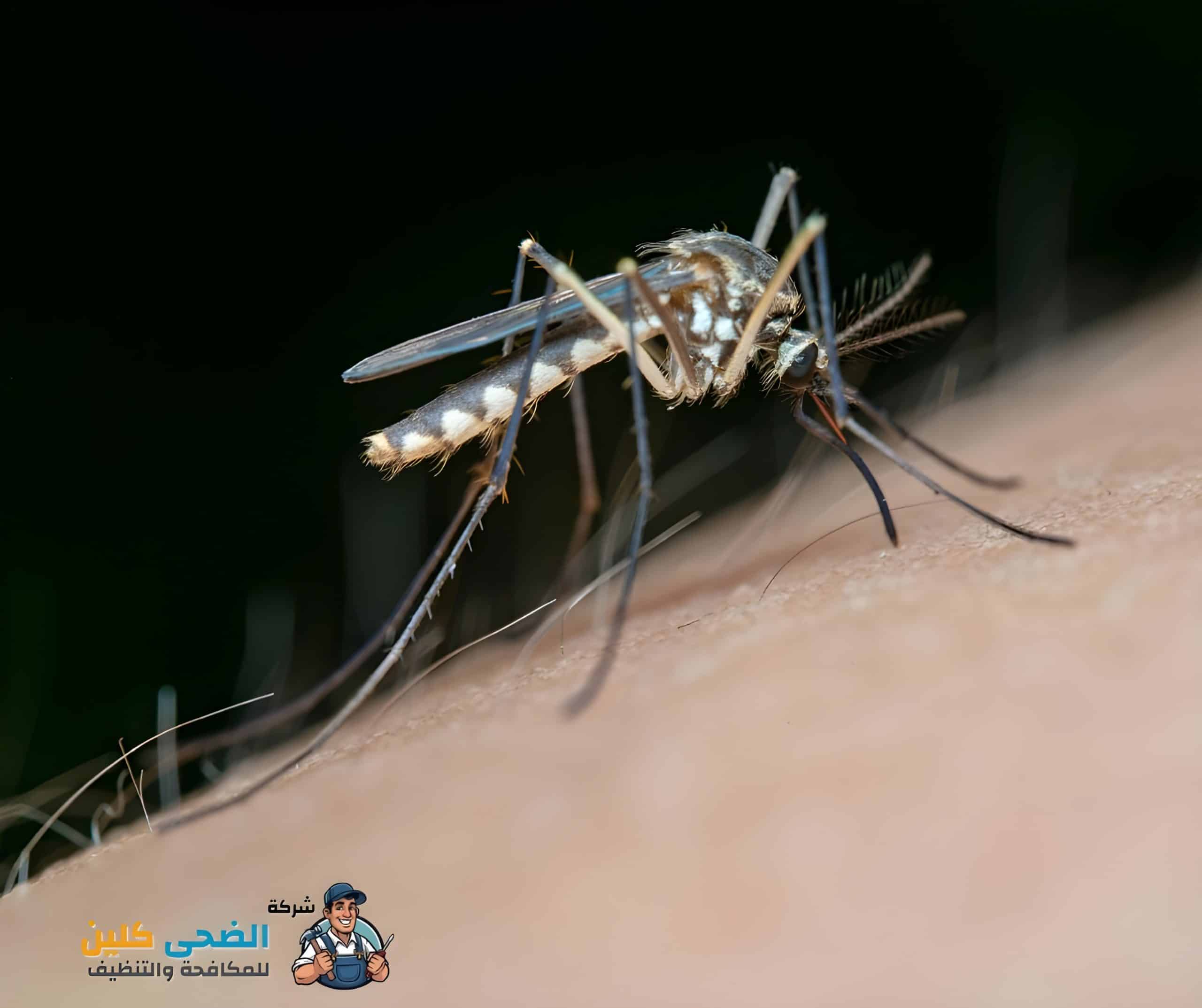 شركة مكافحة الناموس بالمبرز