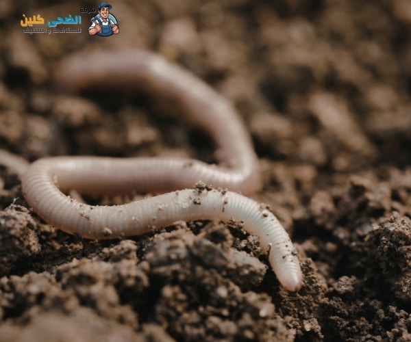 شركة رش دفان بالمبرز