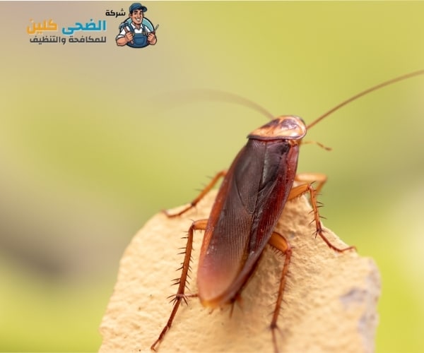 شركة مكافحة الصراصير بالمبرز