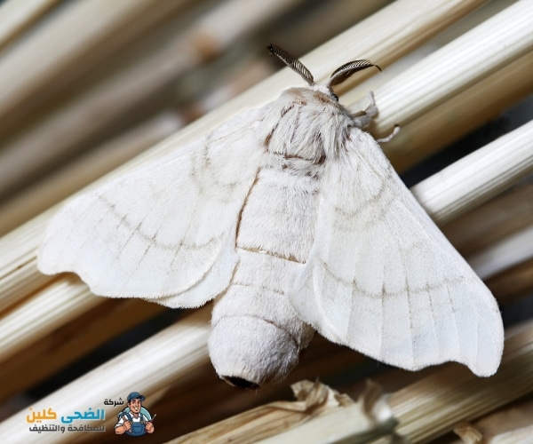 شركة مكافحة العتة بالمبرز