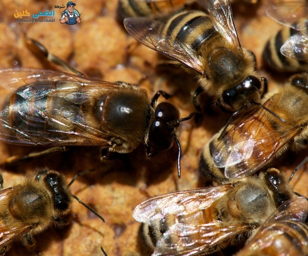 شركة مكافحة النحل بالمبرز