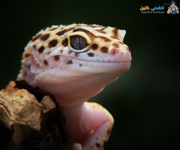 شركة مكافحة الوزغ بالمبرز