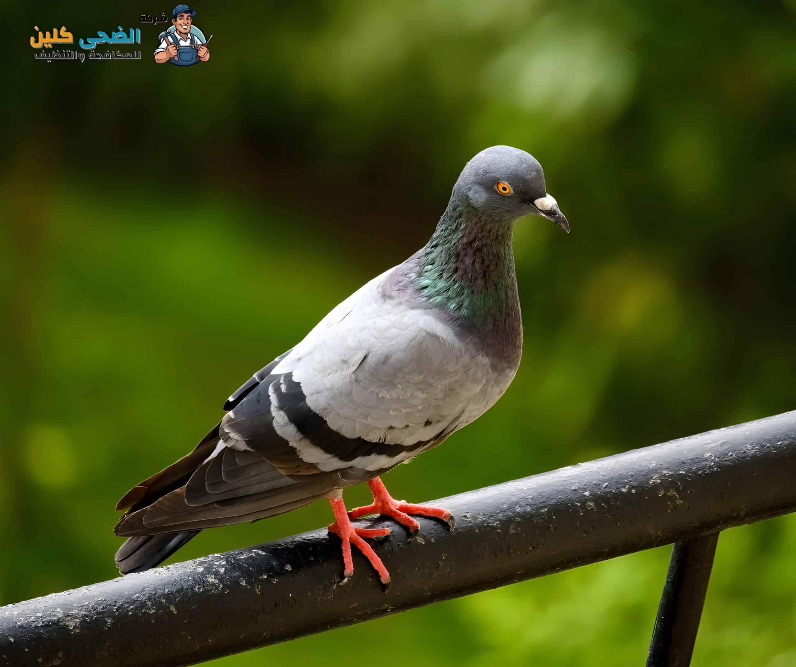 شركة مكافحة حمام بالمبرز