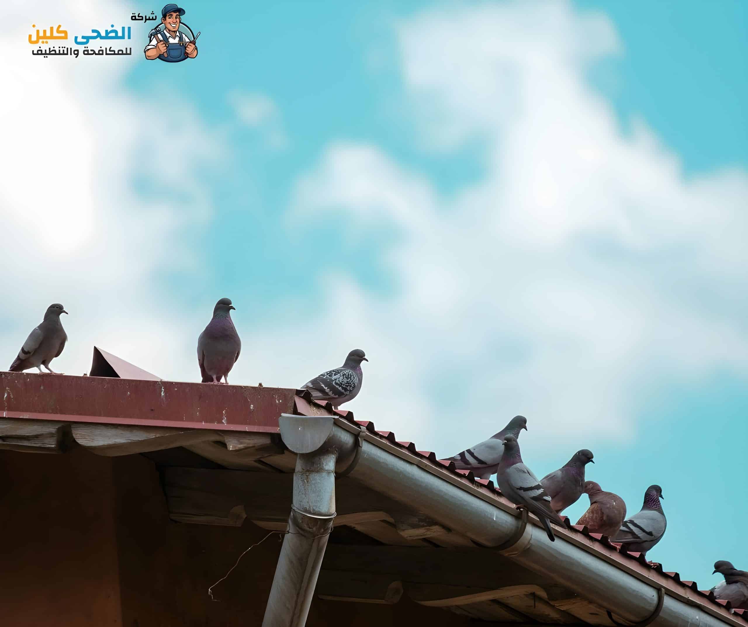 شركة مكافحة حمام بالمبرز