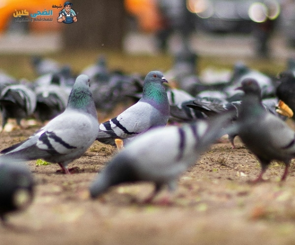 شركة مكافحة حمام بالمبرز