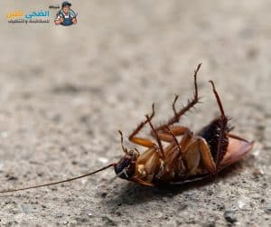 شركة مكافحة حشرات بحي الشروفية