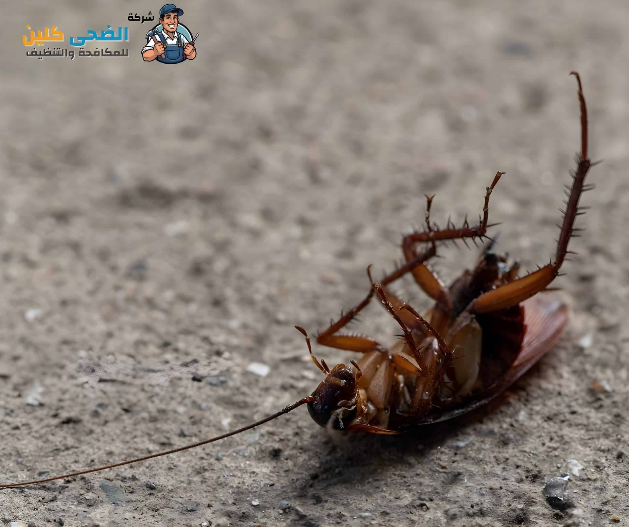 مكافحة حشرات بحي المشرفة