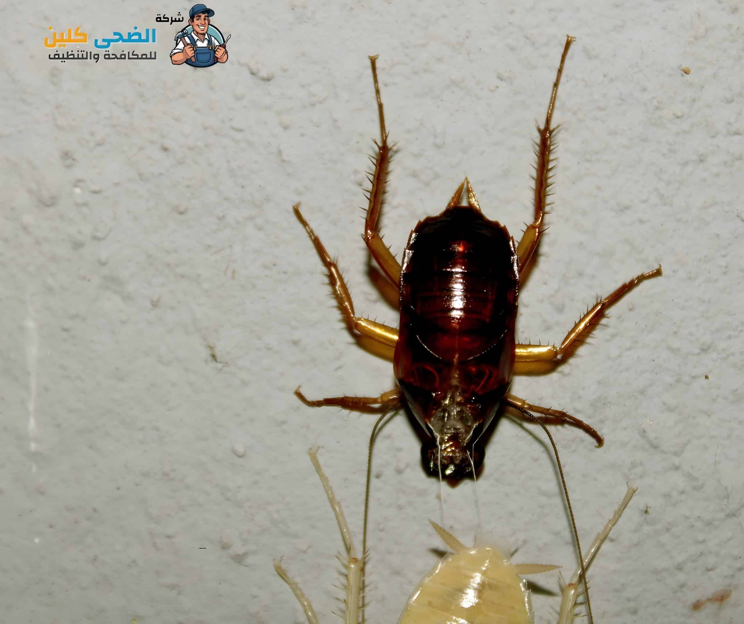 مكافحة حشرات بحي النزهه